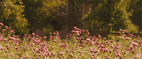 flowers spring GIF