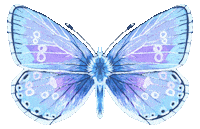 Illustration Butterfly Sticker