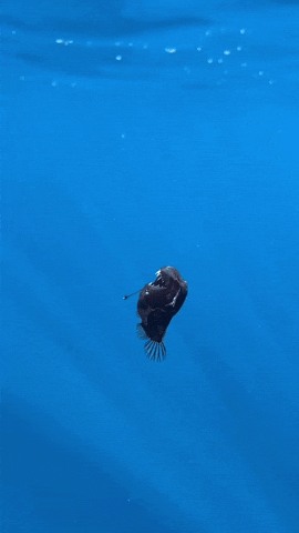 6d302342507d4e798b45024cf5d8c800 giphyupload GIF