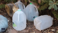 Smart Squirrel Pokes Holes in Water Container for Cool Drink in California Heat