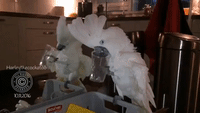 Cockatoo Makes Musical Sounds With Plastic Cup