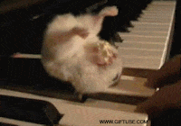 sh GIF