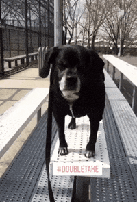 double take dog GIF by Gottalotta