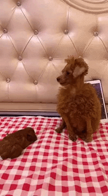 cuteanimalland giphyupload GIF