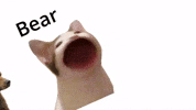 Bear With Me GIF