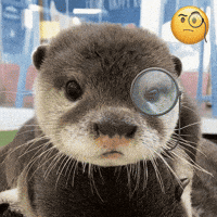 Otter GIF