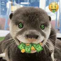 Money Otter GIF