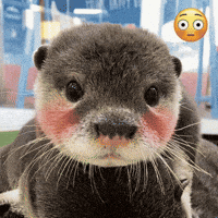 Otter Love GIF