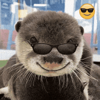 Otter Sunglass GIF