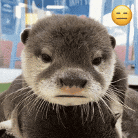 Otter GIF