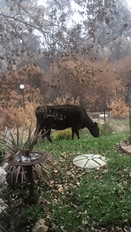 Stray Cows Roam Cobargo After Fires Devastate the New South Wales Town