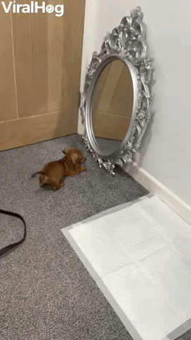 Puppy Bruce Seeing Himself in a Mirror for the Fir