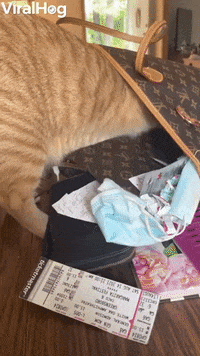 Cat Loves Louis Vuitton GIF by ViralHog