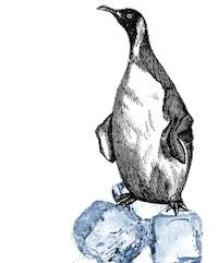 Ice Pinguin Sticker by Beestig Jeugdwerk Gent