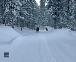 Moose Charges Snowmobiler on Idaho Trail