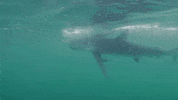 Discovery Dancing GIF by Shark Week