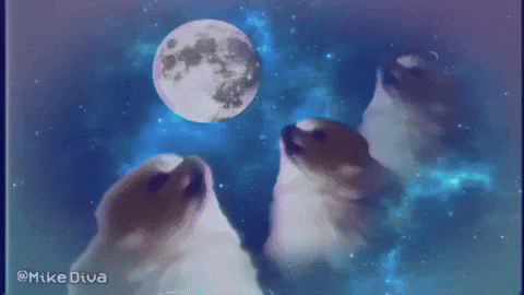 Dog Howling GIF by Mike Diva