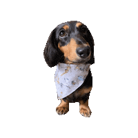 Peter Pan Dachshund Sticker by Geekster Pets