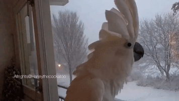 Curious Cockatoo Wants to Conquer Falling Snow