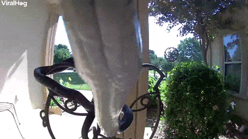 Snake Hanging Out At The Front Door GIF by ViralHog
