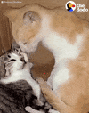 cat kittens GIF by The Dodo