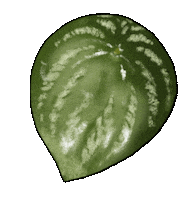 Chelcieelise happy green earth plant Sticker