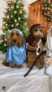 Pooches Give Stellar Nativity Scene Paw-formance at Doggy Daycare