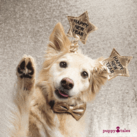 New Year Photography GIF by puppytales