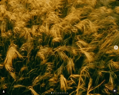 LinusVanPelt giphyupload GIF