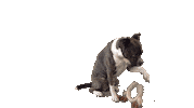 Advent Hund Sticker by Strauss Financial