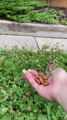 cuteanimalland giphyupload GIF