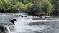 Patient Bear Finally Grabs Some Salmon at Katmai National Park and Preserve