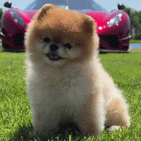 Pomeranian Hypercar GIF