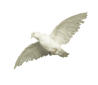 Bird Flying Sticker by Soleima