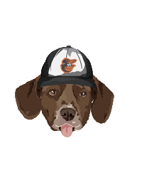 Baltimore Orioles Sticker by Dogs of Charm City