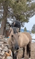 Goat Hitches a Ride on Horse