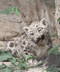 snow leopard chew GIF