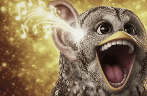 Owl 노무현 GIF