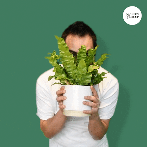 GreenMeUp happy green freude glad GIF