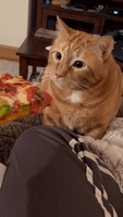 Cat Has Hilarious Reaction Pizza