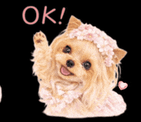 Yorkshire Terrier Ok GIF