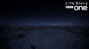 bbc one wildlife GIF by BBC