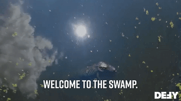 Welcome To The Swamp