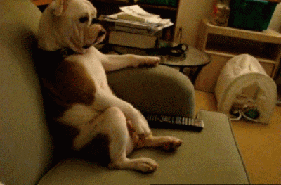 couch GIF