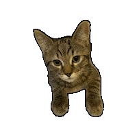 Cat Kitty Sticker