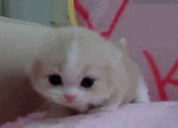Baby Animals Cat GIF