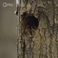 Pbs Nature Hello GIF by Nature on PBS