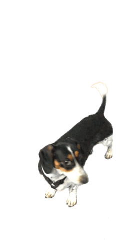 RobPruitt happy dog hungry dachshund Sticker