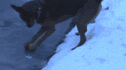 Dog Trying GIF
