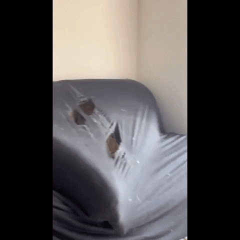 cuteanimalland giphyupload GIF